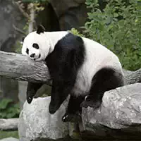 pandas_slide ಆಟಗಳು