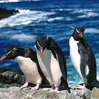 penguins_slide بازی ها